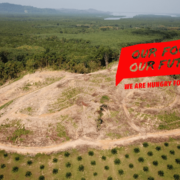 palmovo olje-deforestacija