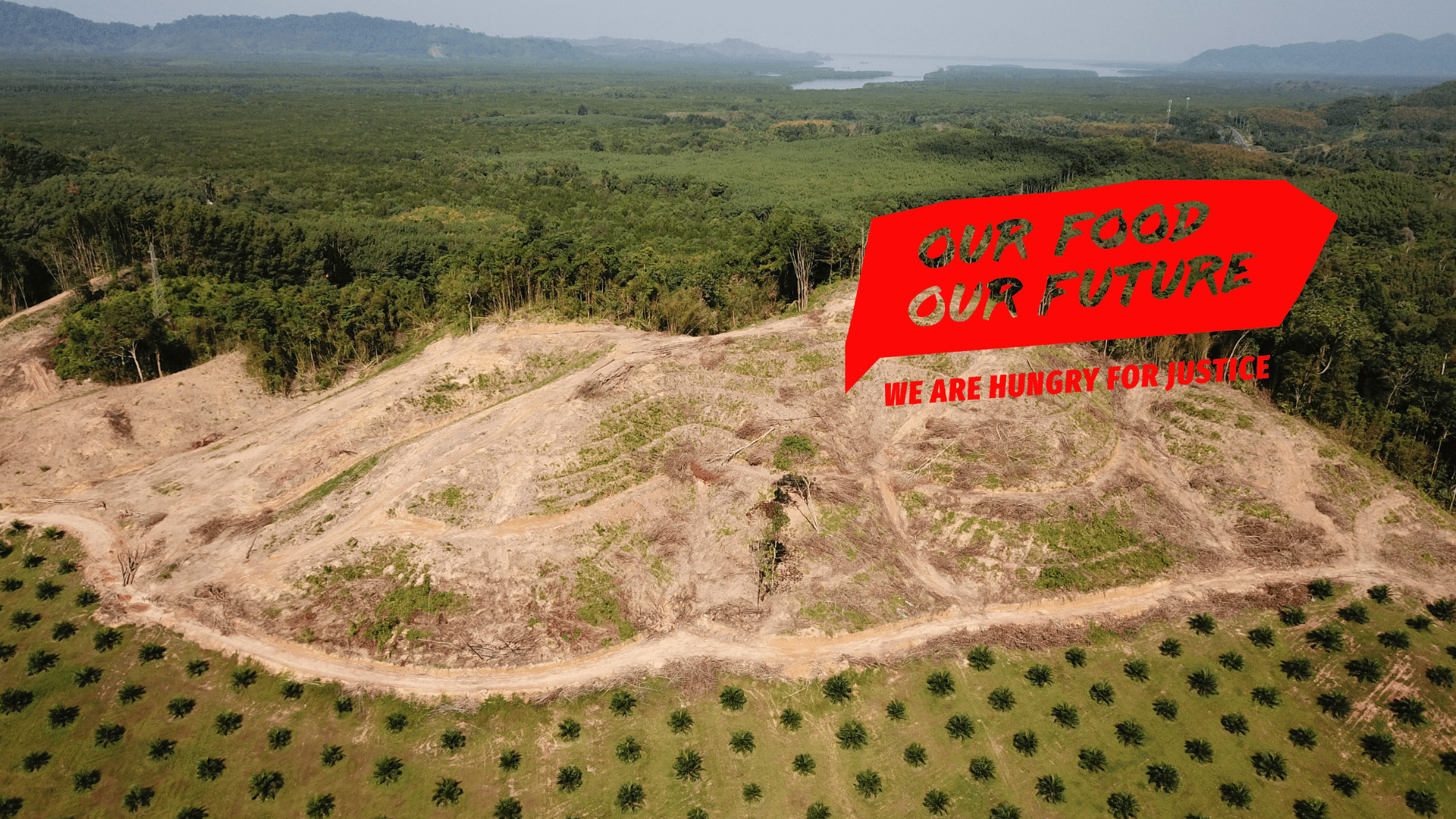 palmovo olje-deforestacija