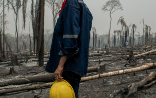 Gozd po požaru, Santa Cruz, Bilivija